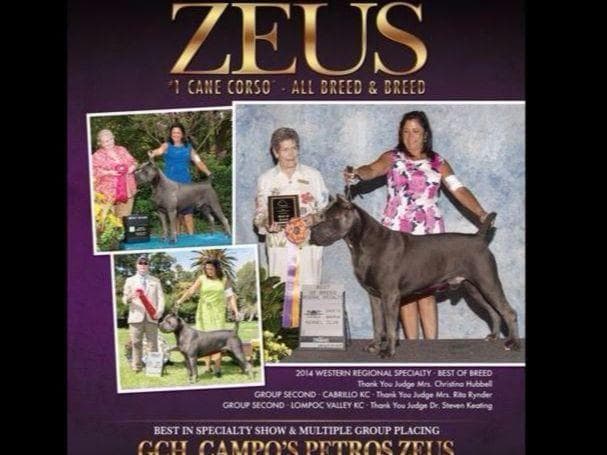 First ever Eukanuba Nationals Cane Corso. Breed winner Preservation br breeder image 6