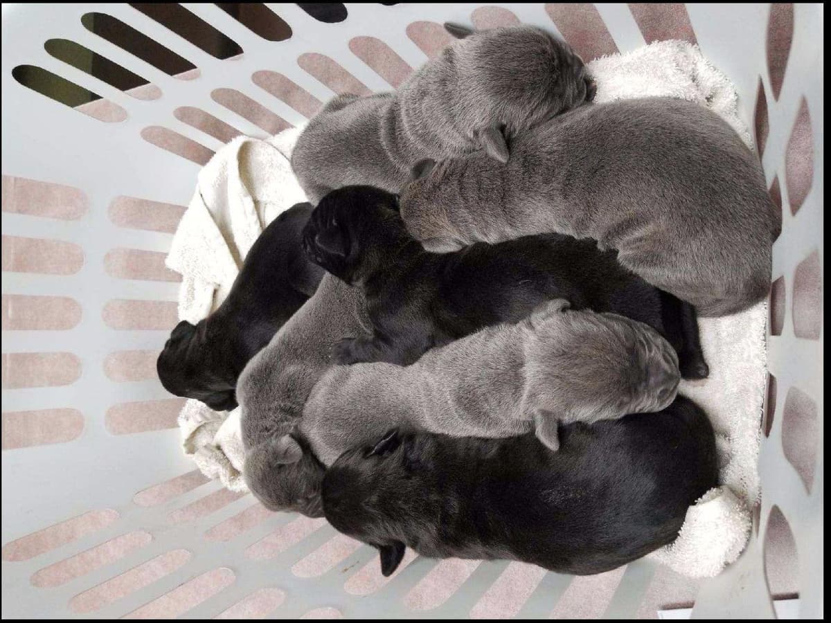 First ever Eukanuba Nationals Cane Corso. Breed winner Preservation br breeder image 5