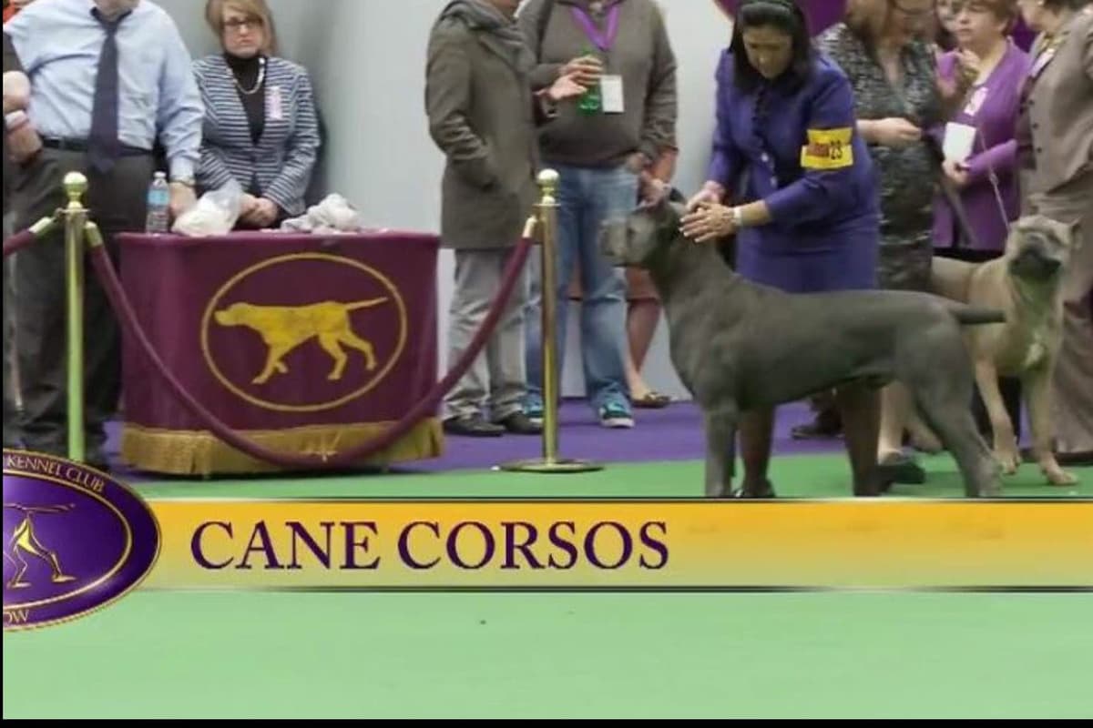 First ever Eukanuba Nationals Cane Corso. Breed winner Preservation br breeder image 8