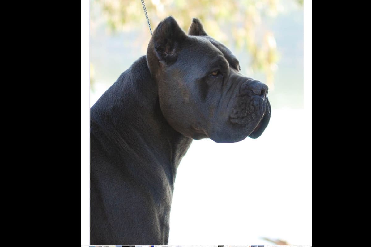 First ever Eukanuba Nationals Cane Corso. Breed winner Preservation br breeder image 2