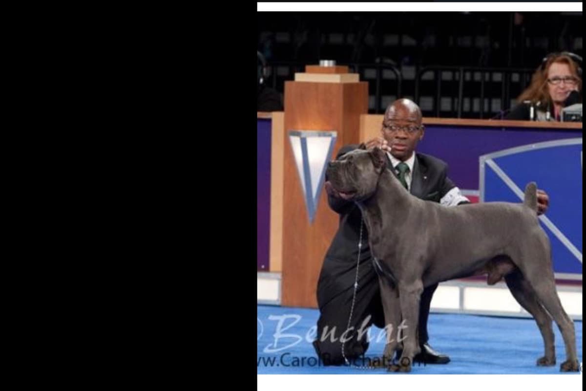 First ever Eukanuba Nationals Cane Corso. Breed winner Preservation br breeder image 9