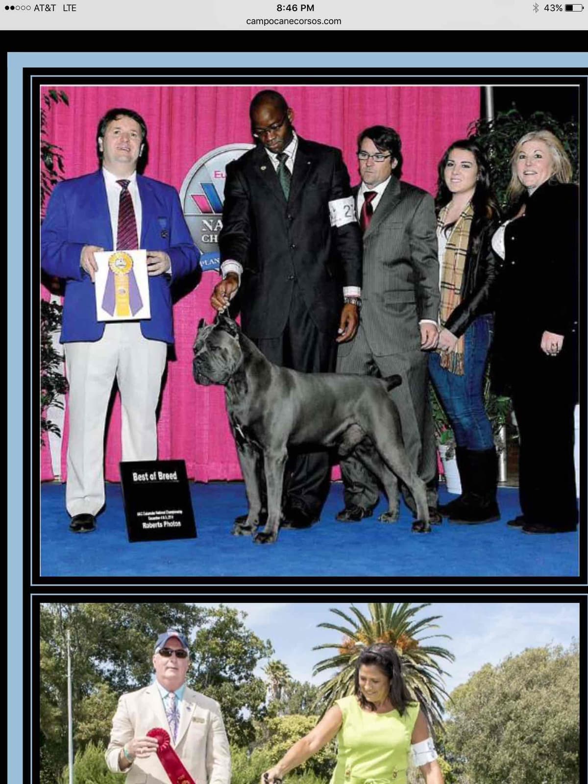 First ever Eukanuba Nationals Cane Corso. Breed winner Preservation br breeder image 10