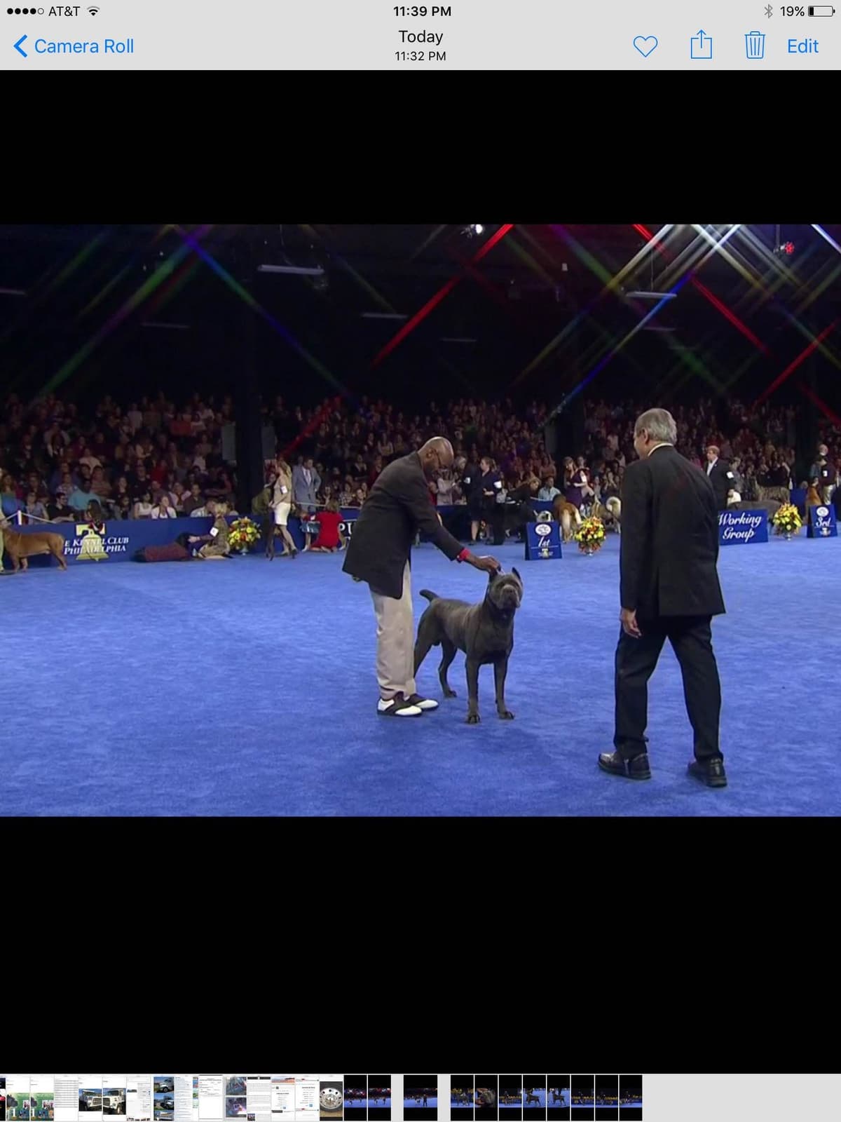 First ever Eukanuba Nationals Cane Corso. Breed winner Preservation br breeder image 11
