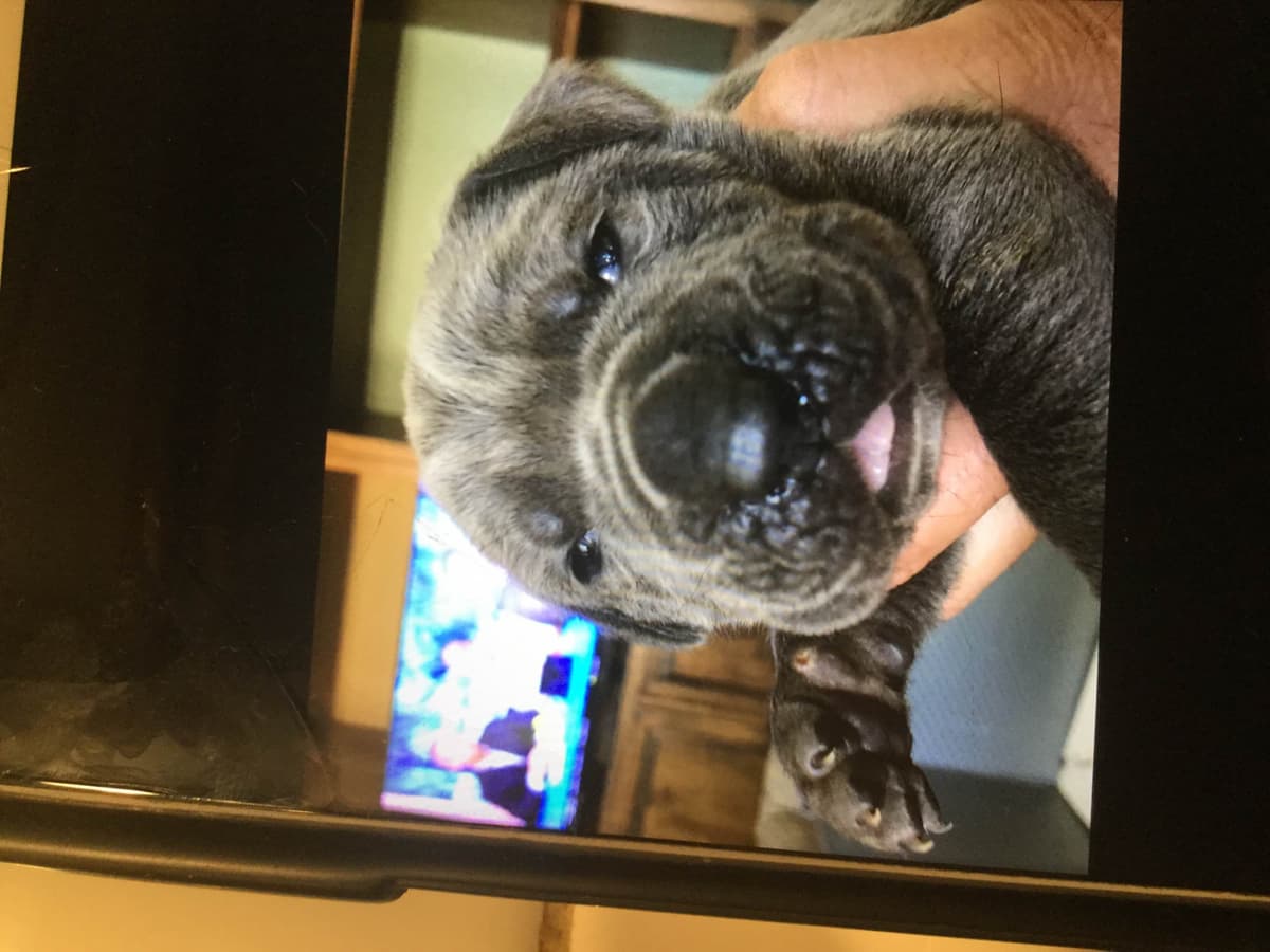 First ever Eukanuba Nationals Cane Corso. Breed winner Preservation br breeder image 4