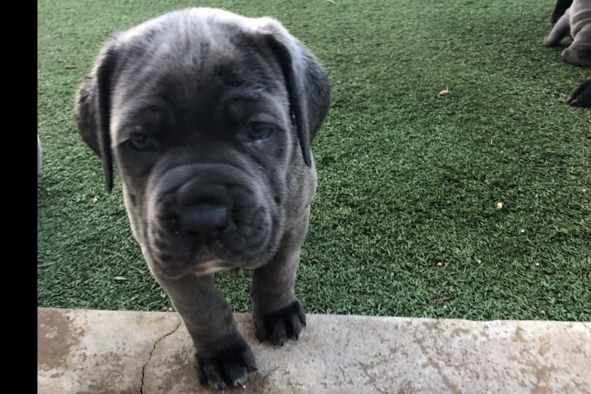 First ever Eukanuba Nationals Cane Corso. Breed winner Preservation br breeder image 13