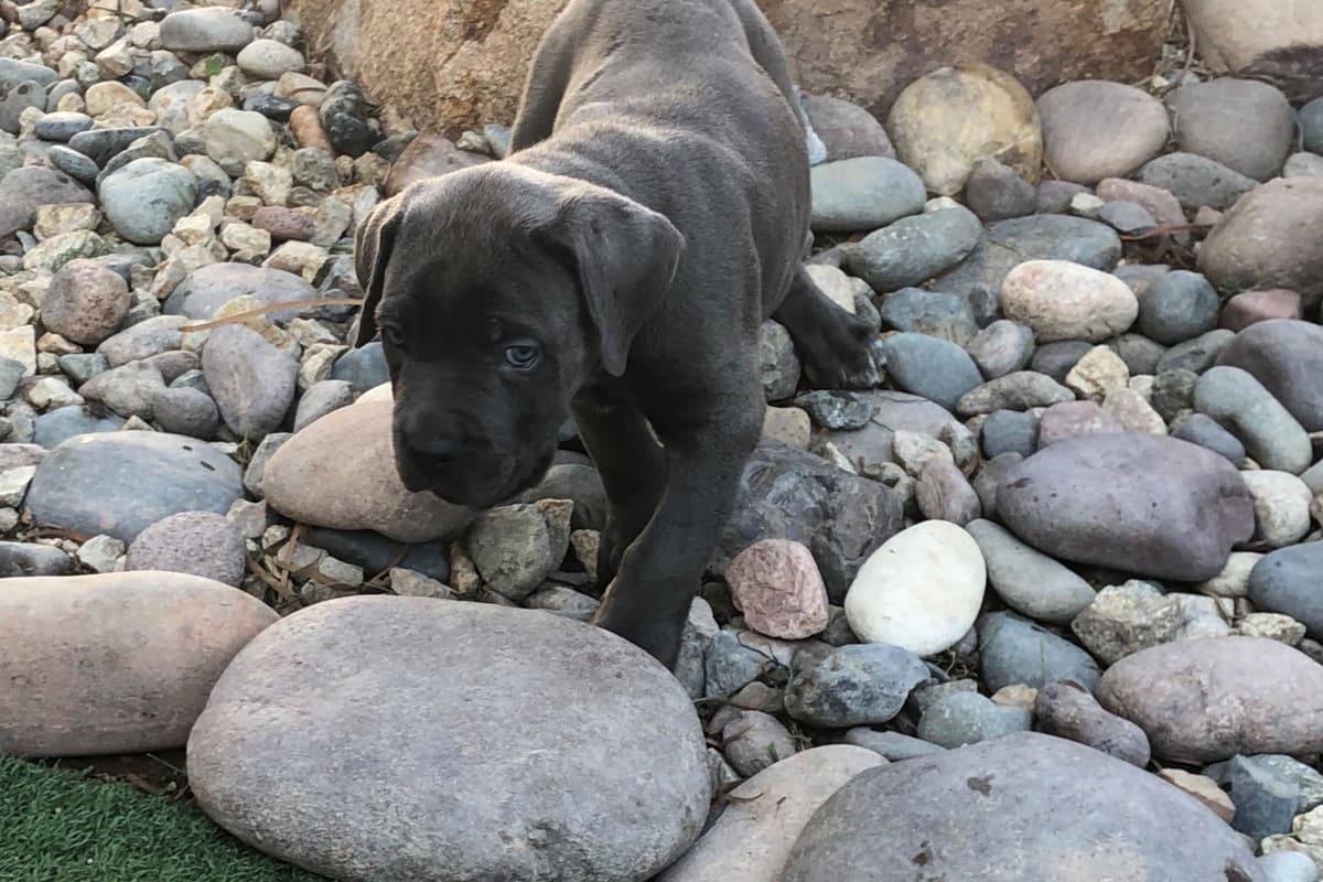 First ever Eukanuba Nationals Cane Corso. Breed winner Preservation br breeder image 15