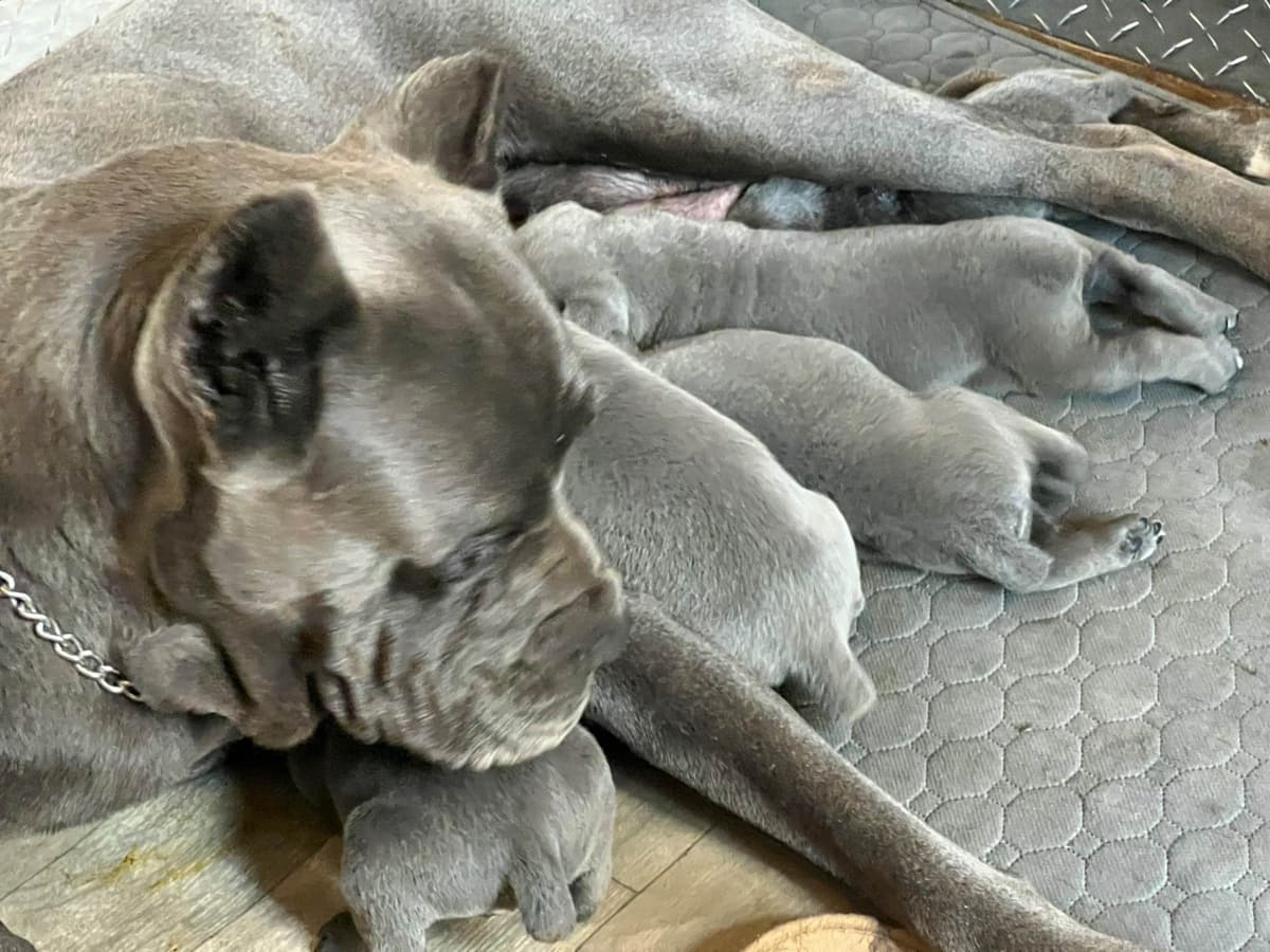 First ever Eukanuba Nationals Cane Corso. Breed winner Preservation br breeder image 16