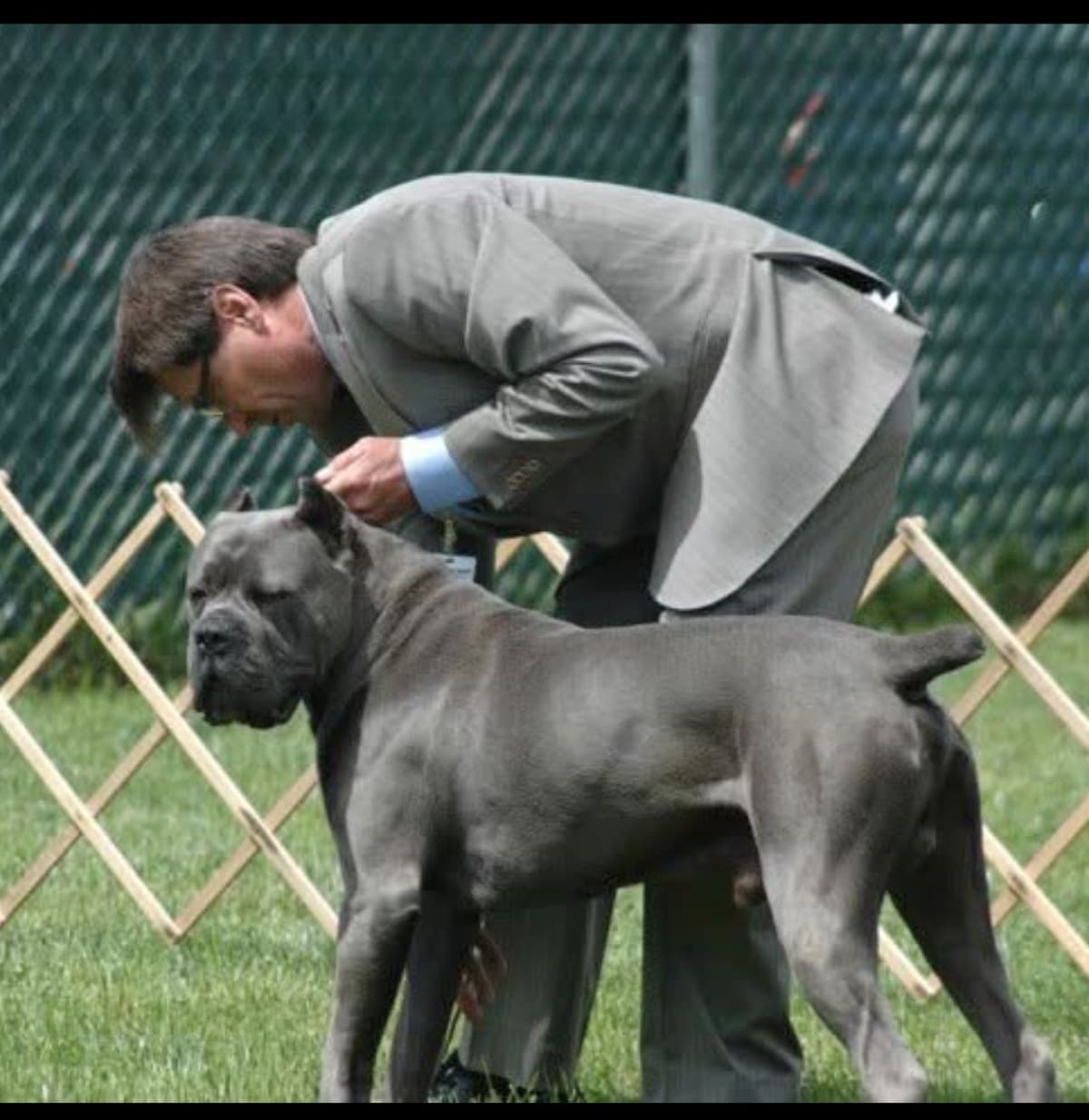 First ever Eukanuba Nationals Cane Corso. Breed winner Preservation br breeder image 18