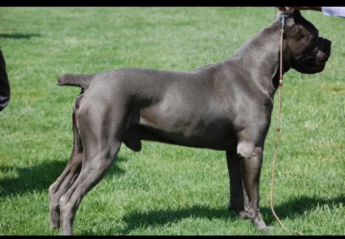 First ever Eukanuba Nationals Cane Corso. Breed winner Preservation br breeder image 20