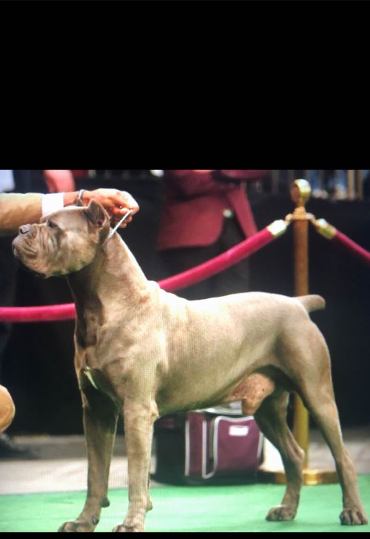 First ever Eukanuba Nationals Cane Corso. Breed winner Preservation br breeder image 21