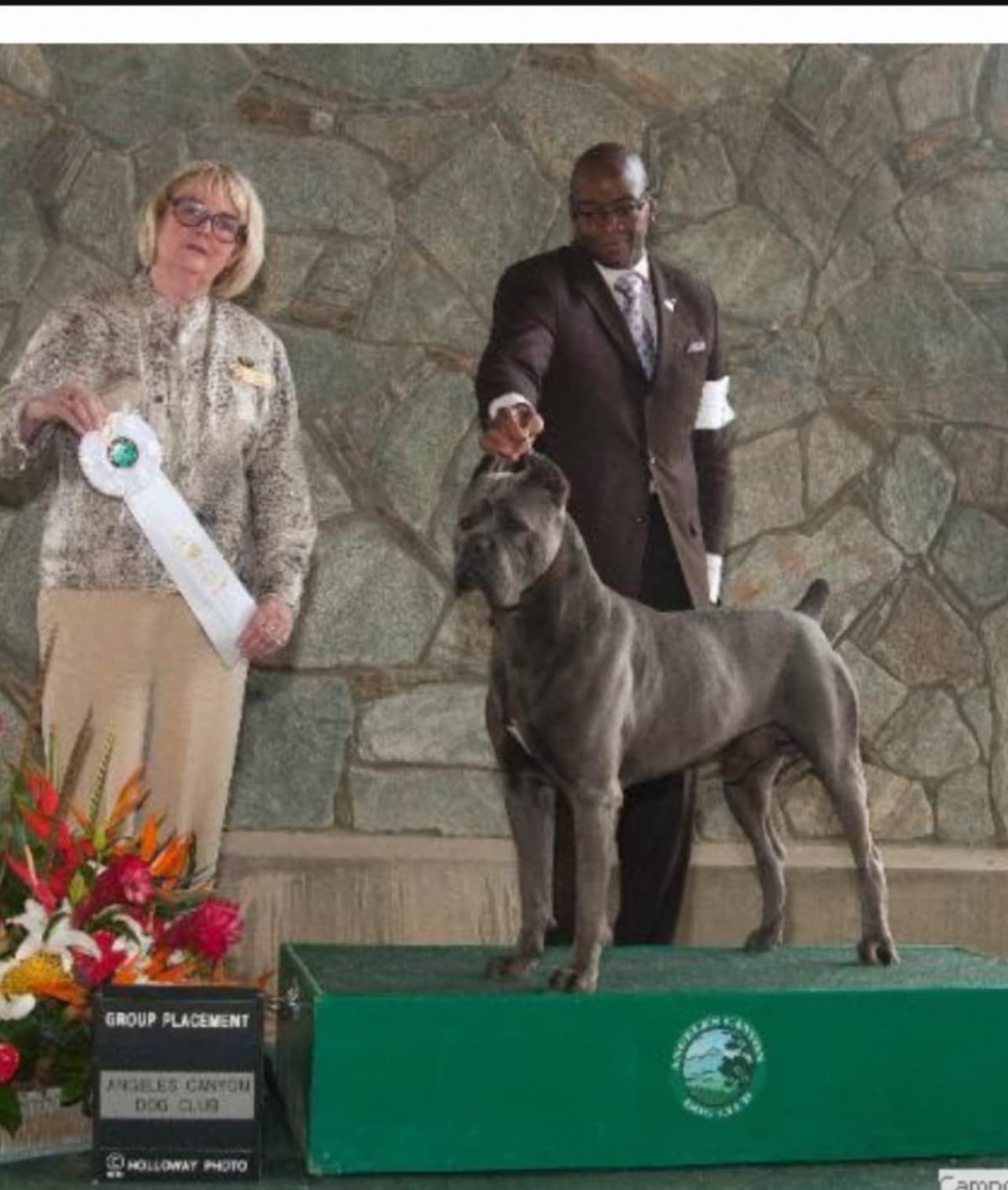 First ever Eukanuba Nationals Cane Corso. Breed winner Preservation br breeder image 26
