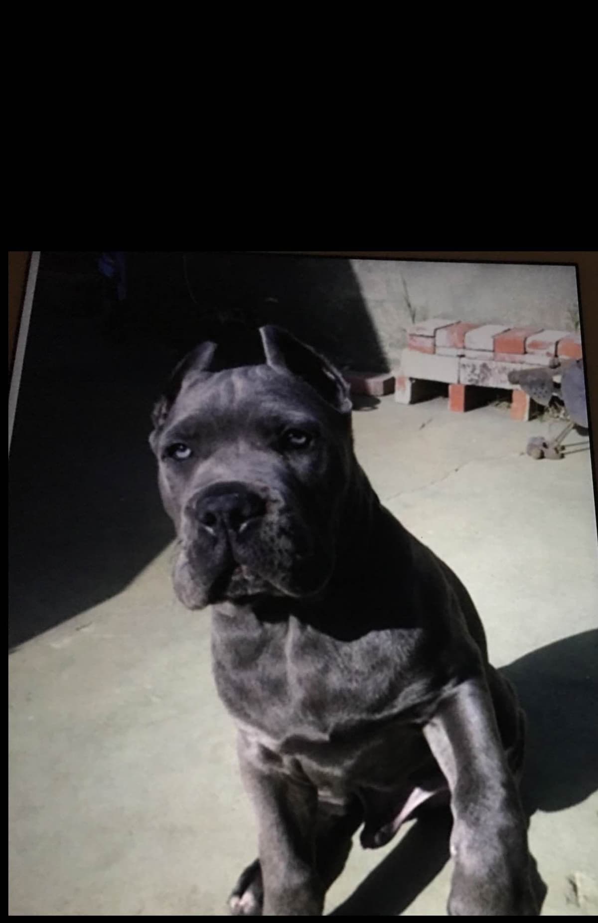 First ever Eukanuba Nationals Cane Corso. Breed winner Preservation br breeder image 25