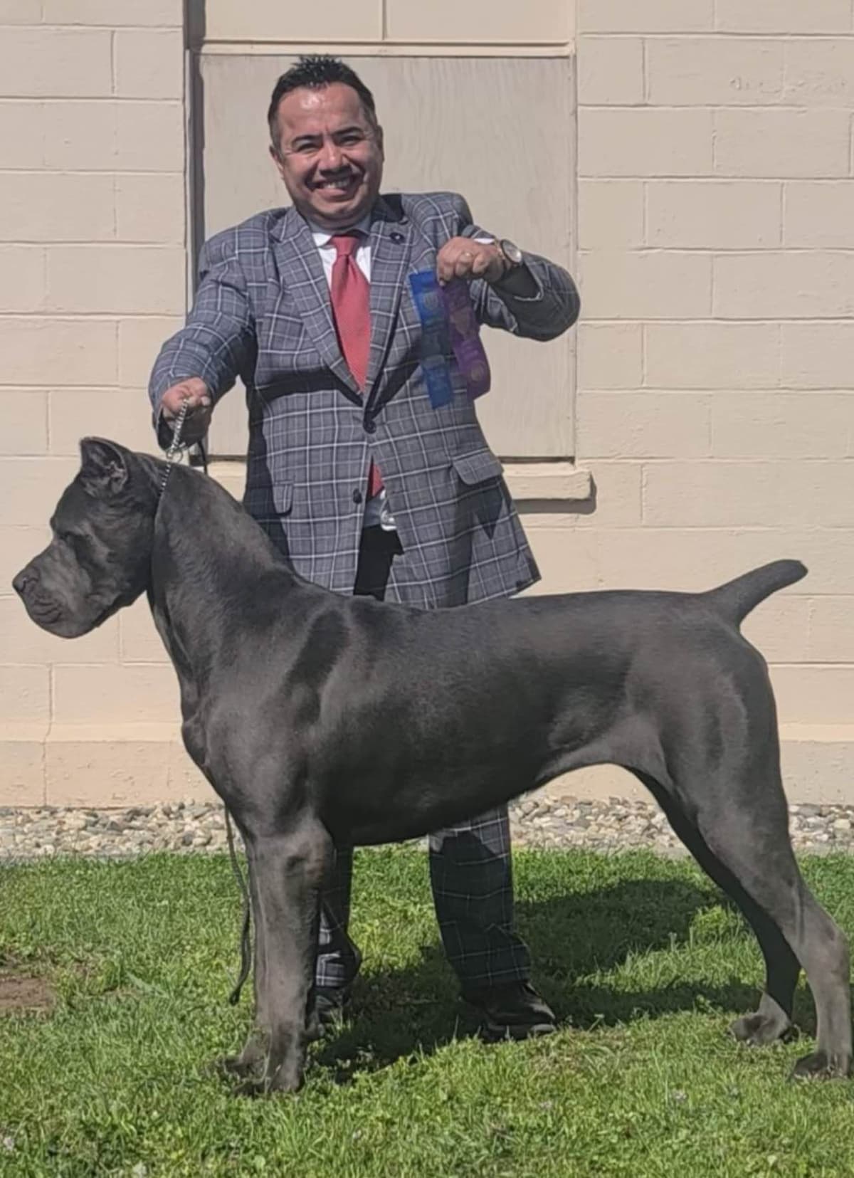 First ever Eukanuba Nationals Cane Corso. Breed winner Preservation br breeder image 27