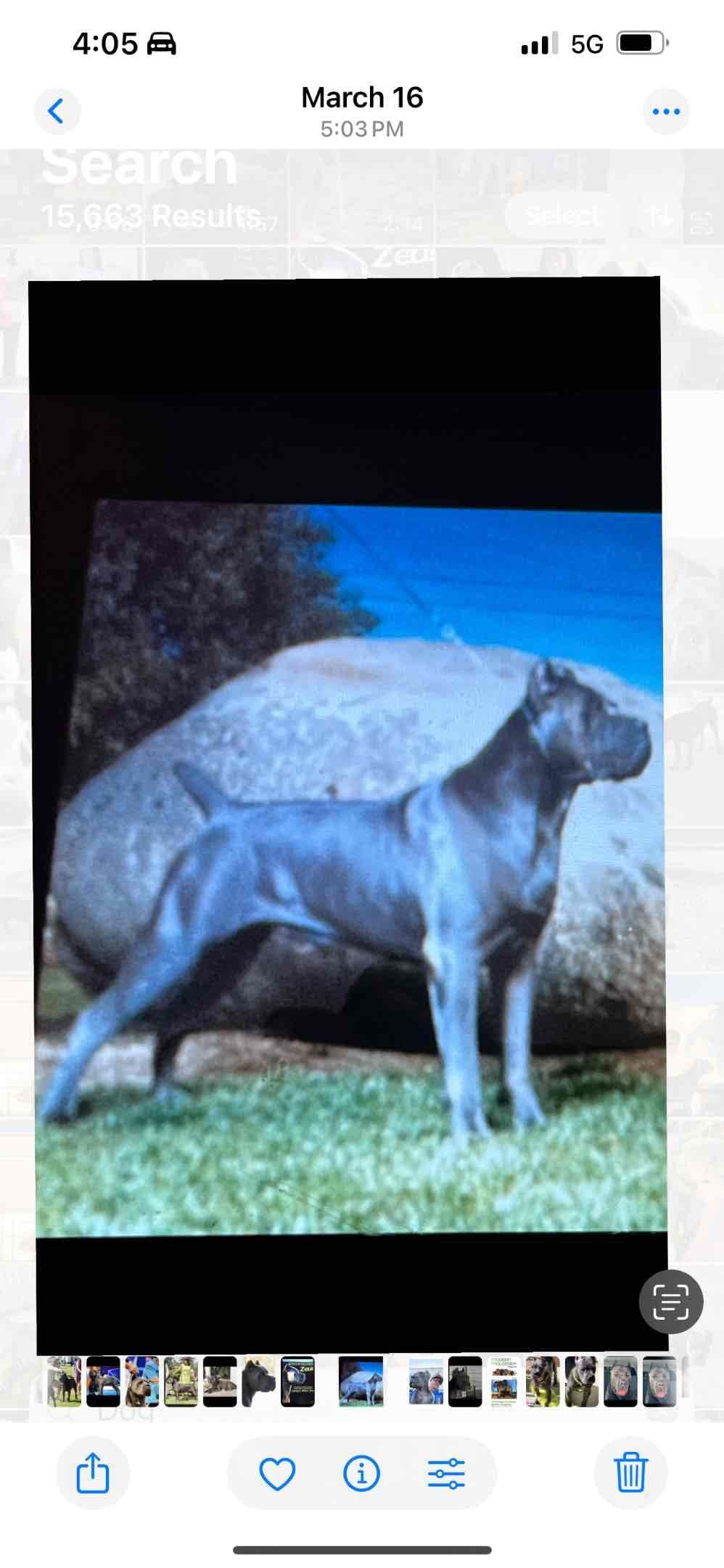 First ever Eukanuba Nationals Cane Corso. Breed winner Preservation br breeder image 28