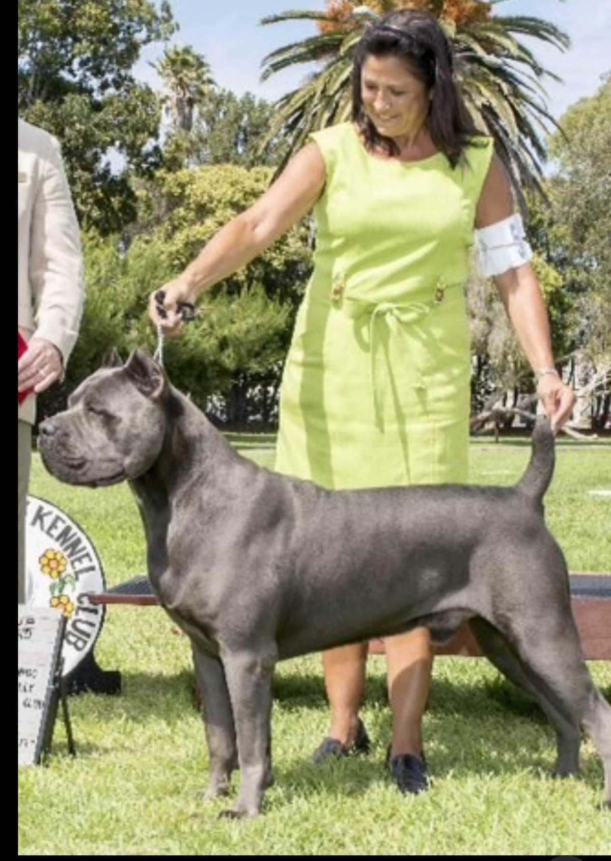 First ever Eukanuba Nationals Cane Corso. Breed winner Preservation br breeder image 29