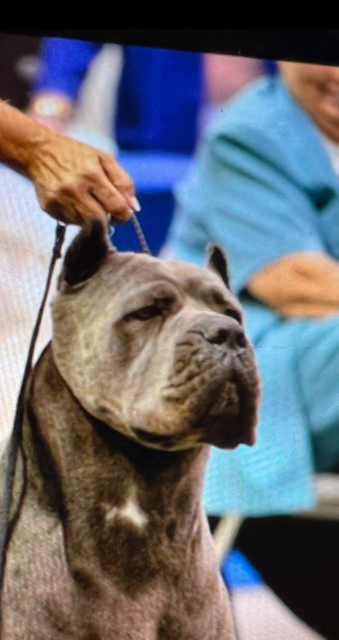 First ever Eukanuba Nationals Cane Corso. Breed winner Preservation br breeder image 30