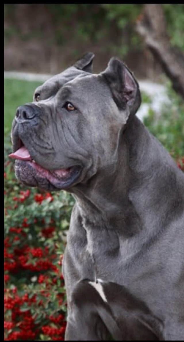 First ever Eukanuba Nationals Cane Corso. Breed winner Preservation br media 3
