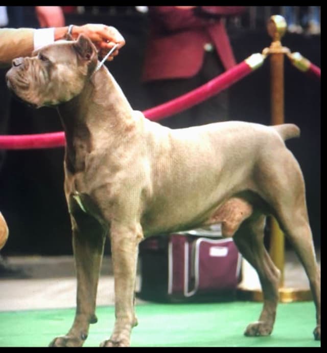 First ever Eukanuba Nationals Cane Corso. Breed winner Preservation br media 4