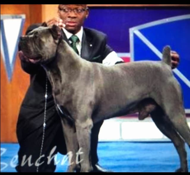 First ever Eukanuba Nationals Cane Corso. Breed winner Preservation br media 5