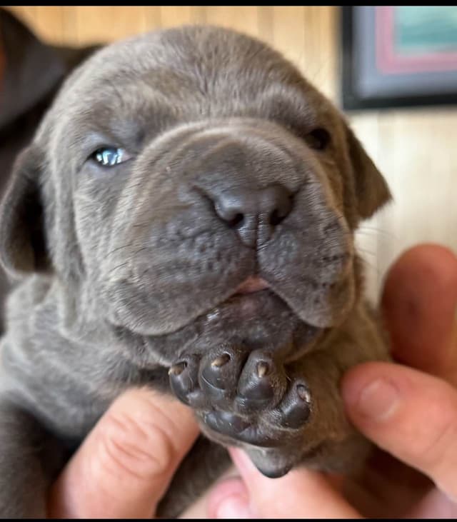 First ever Eukanuba Nationals Cane Corso. Breed winner Preservation br media 6