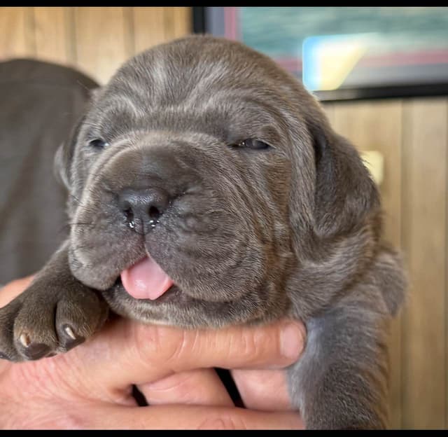 First ever Eukanuba Nationals Cane Corso. Breed winner Preservation br media 7
