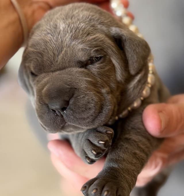 First ever Eukanuba Nationals Cane Corso. Breed winner Preservation br media 8