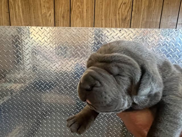 First ever Eukanuba Nationals Cane Corso. Breed winner Preservation br media 9
