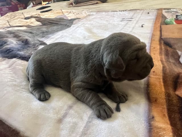 First ever Eukanuba Nationals Cane Corso. Breed winner Preservation br media 10