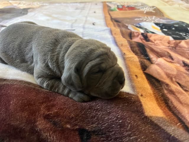 First ever Eukanuba Nationals Cane Corso. Breed winner Preservation br media 11