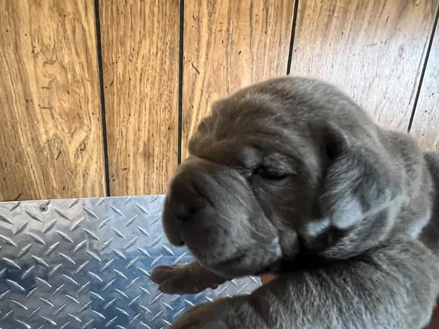 First ever Eukanuba Nationals Cane Corso. Breed winner Preservation br media 12