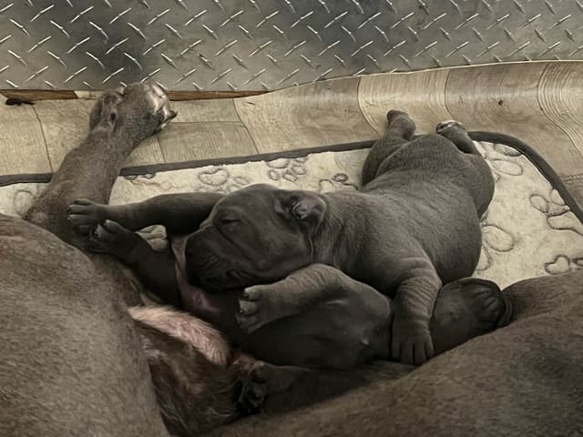 First ever Eukanuba Nationals Cane Corso. Breed winner Preservation br media 13