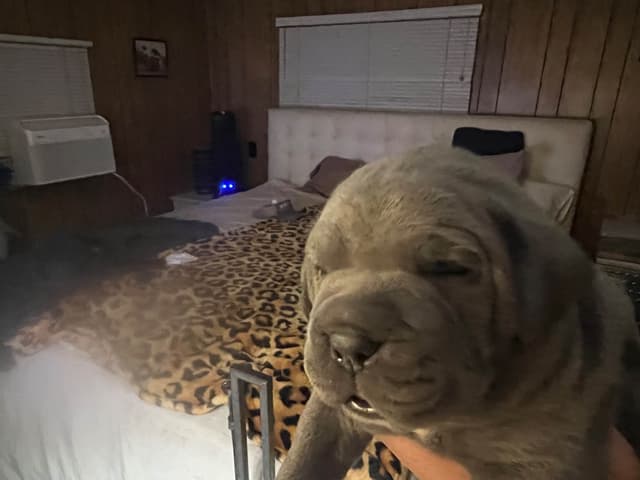 First ever Eukanuba Nationals Cane Corso. Breed winner Preservation br media 14