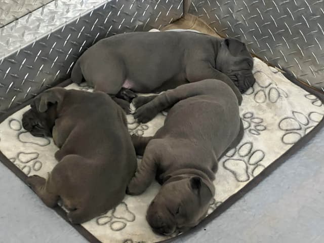 First ever Eukanuba Nationals Cane Corso. Breed winner Preservation br media 15