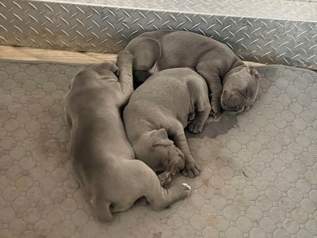 First ever Eukanuba Nationals Cane Corso. Breed winner Preservation br media 16