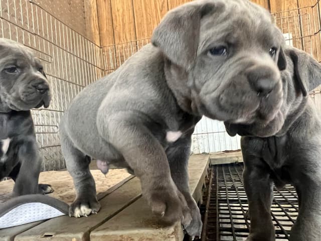 First ever Eukanuba Nationals Cane Corso. Breed winner Preservation br media 17