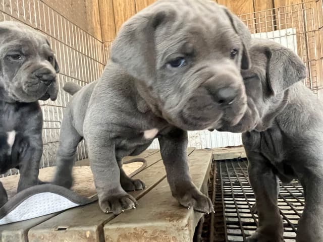 First ever Eukanuba Nationals Cane Corso. Breed winner Preservation br media 18