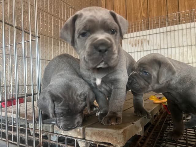 First ever Eukanuba Nationals Cane Corso. Breed winner Preservation br media 19