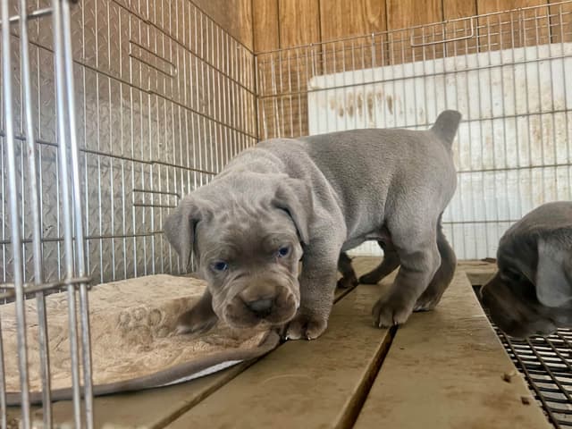 First ever Eukanuba Nationals Cane Corso. Breed winner Preservation br media 21