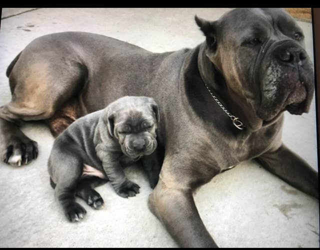 First ever Eukanuba Nationals Cane Corso. Breed winner Preservation br media 22