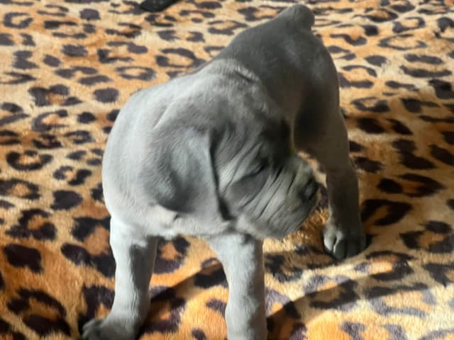 First ever Eukanuba Nationals Cane Corso. Breed winner Preservation br media 23