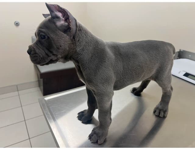 First ever Eukanuba Nationals Cane Corso. Breed winner Preservation br media 24