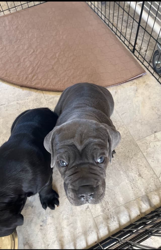 First ever Eukanuba Nationals Cane Corso. Breed winner Preservation br media 25