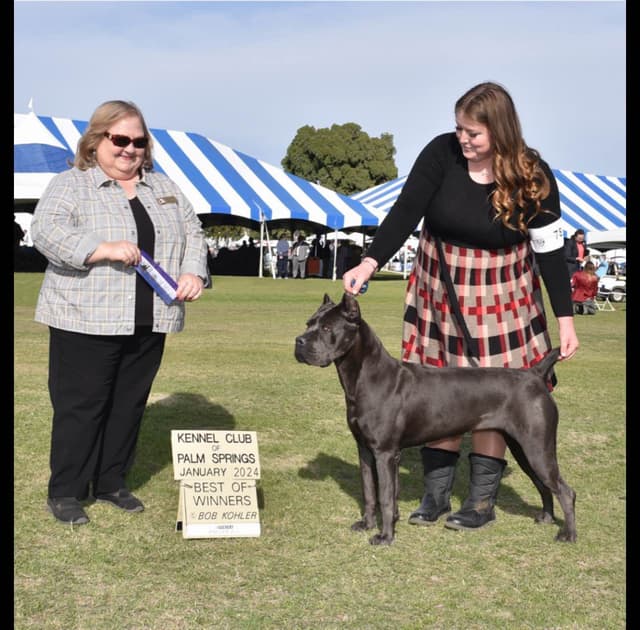 First ever Eukanuba Nationals Cane Corso. Breed winner Preservation br media 26