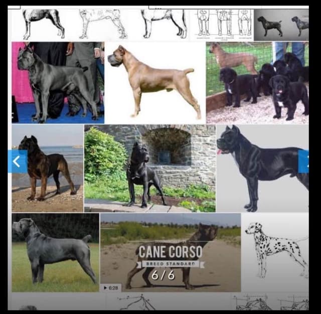 First ever Eukanuba Nationals Cane Corso. Breed winner Preservation br media 27