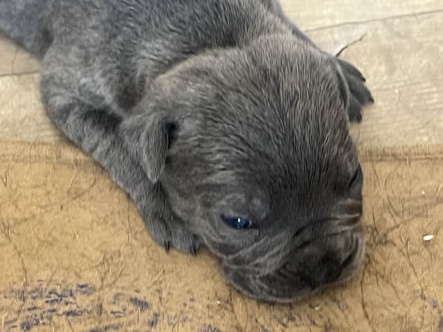 First ever Eukanuba Nationals Cane Corso. Breed winner Preservation br media 28