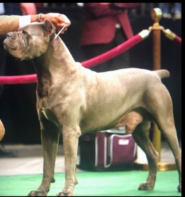 Sire of all time winner in AKC history  Campo’s Petros Zeus media 2