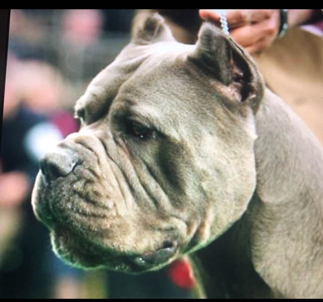 Sire of all time winner in AKC history  Campo’s Petros Zeus media 3