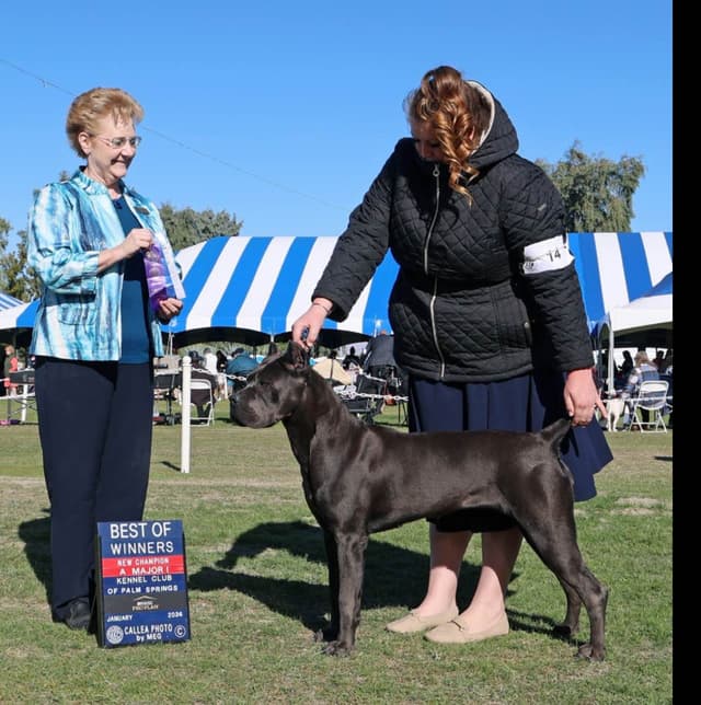 Sire of all time winner in AKC history  Campo’s Petros Zeus media 4