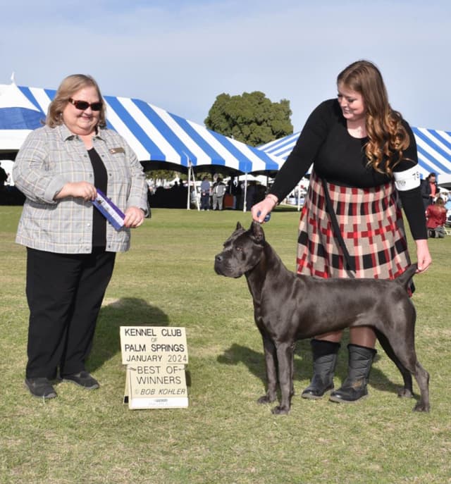 Sire of all time winner in AKC history  Campo’s Petros Zeus media 5