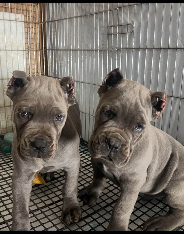 Sire of all time winner in AKC history  Campo’s Petros Zeus media 6